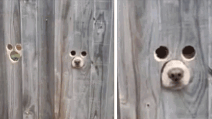Owner creates genius dog-sized holes in fence so her pups can watch people passing by