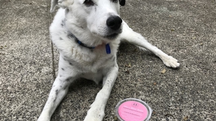 Try it Out Tuesday - Hogan tries out Malo & Co pup treats