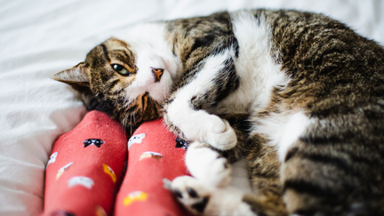 There's now an app that translates your cat's meows into words we can understand