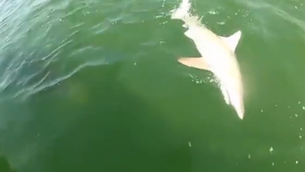 Giant Fish Swallows Entire Shark