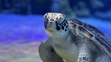 Green turtle ‘Smee’ returned to ocean near Tauranga after 11 months rehab at Kelly Tarlton’s