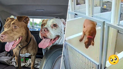 Shelter dogs who jumping kennel wall to be together in adorable viral video get happy ending