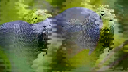 Five parrots separated at UK zoo after encouraging each other to swear at guests