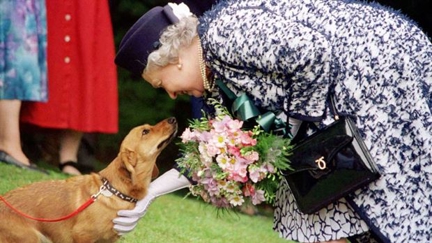 Queen Elizabeth releases a line of dog perfume so your doggo can smell like royalty