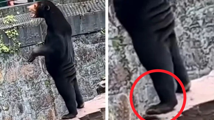 Why people are convinced this bear at zoo is actually a man in costume