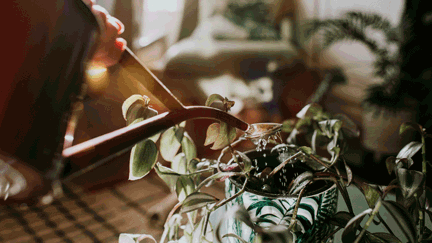 This simple banana gardening hack will take your indoor jungle to the next level