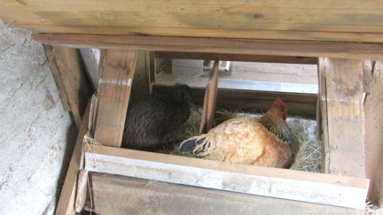 Kiwi bird makes itself at home in Northland chicken coop