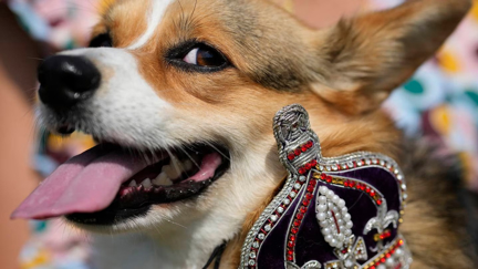 Corgis parade outside Buckingham Palace to remember Queen Elizabeth II a year since her death